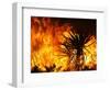 The Sawtooth Complex Fire Burns Near Morongo Valley, Calif.-null-Framed Photographic Print