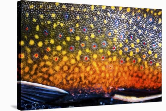 The Scales of a Spawning Male Brook Trout in Southern Patagonia, Argentina-Matt Jones-Stretched Canvas