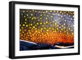 The Scales of a Spawning Male Brook Trout in Southern Patagonia, Argentina-Matt Jones-Framed Photographic Print