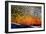 The Scales of a Spawning Male Brook Trout in Southern Patagonia, Argentina-Matt Jones-Framed Photographic Print