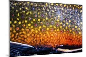 The Scales of a Spawning Male Brook Trout in Southern Patagonia, Argentina-Matt Jones-Mounted Photographic Print