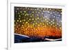 The Scales of a Spawning Male Brook Trout in Southern Patagonia, Argentina-Matt Jones-Framed Photographic Print