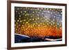 The Scales of a Spawning Male Brook Trout in Southern Patagonia, Argentina-Matt Jones-Framed Photographic Print