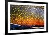 The Scales of a Spawning Male Brook Trout in Southern Patagonia, Argentina-Matt Jones-Framed Photographic Print