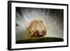 The Scarce Merveille Du Jour (Moma Alpium) Caterpillar with Urticating Hairs-Solvin Zankl-Framed Photographic Print