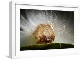 The Scarce Merveille Du Jour (Moma Alpium) Caterpillar with Urticating Hairs-Solvin Zankl-Framed Photographic Print