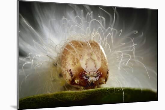 The Scarce Merveille Du Jour (Moma Alpium) Caterpillar with Urticating Hairs-Solvin Zankl-Mounted Photographic Print