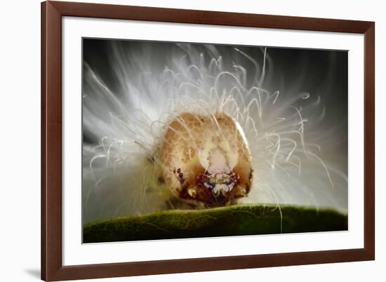 The Scarce Merveille Du Jour (Moma Alpium) Caterpillar with Urticating Hairs-Solvin Zankl-Framed Photographic Print