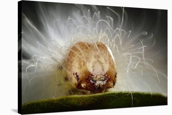 The Scarce Merveille Du Jour (Moma Alpium) Caterpillar with Urticating Hairs-Solvin Zankl-Stretched Canvas