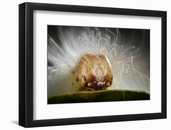 The Scarce Merveille Du Jour (Moma Alpium) Caterpillar with Urticating Hairs-Solvin Zankl-Framed Photographic Print