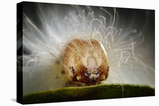 The Scarce Merveille Du Jour (Moma Alpium) Caterpillar with Urticating Hairs-Solvin Zankl-Stretched Canvas