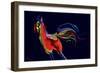 The Scared Rooster-Rabi Khan-Framed Premium Giclee Print