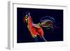 The Scared Rooster-Rabi Khan-Framed Premium Giclee Print