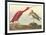 The Scarlet Ibis-John James Audubon-Framed Premium Giclee Print