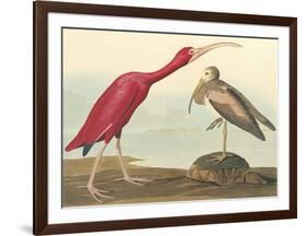 The Scarlet Ibis-John James Audubon-Framed Premium Giclee Print