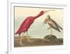 The Scarlet Ibis-John James Audubon-Framed Premium Giclee Print