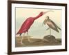 The Scarlet Ibis-James Audubon-Framed Giclee Print