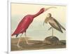 The Scarlet Ibis-James Audubon-Framed Giclee Print