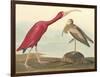 The Scarlet Ibis-James Audubon-Framed Giclee Print