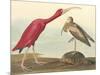 The Scarlet Ibis-James Audubon-Mounted Giclee Print