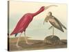 The Scarlet Ibis-James Audubon-Stretched Canvas