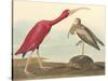 The Scarlet Ibis-James Audubon-Stretched Canvas