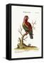 The Scarlet Lory, 1749-73-George Edwards-Framed Stretched Canvas