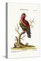 The Scarlet Lory, 1749-73-George Edwards-Stretched Canvas