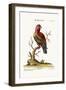 The Scarlet Lory, 1749-73-George Edwards-Framed Giclee Print