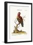 The Scarlet Lory, 1749-73-George Edwards-Framed Giclee Print