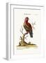 The Scarlet Lory, 1749-73-George Edwards-Framed Giclee Print
