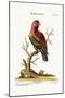 The Scarlet Lory, 1749-73-George Edwards-Mounted Giclee Print