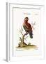 The Scarlet Lory, 1749-73-George Edwards-Framed Giclee Print