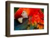 THE SCARLET MACAW IS A Large, COLORFUL MACAW IT IS NATIVE TO HUMID EVERGREEN FORESTS IN THE AMERICA-Ammit Jack-Framed Photographic Print