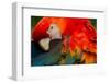 THE SCARLET MACAW IS A Large, COLORFUL MACAW IT IS NATIVE TO HUMID EVERGREEN FORESTS IN THE AMERICA-Ammit Jack-Framed Photographic Print