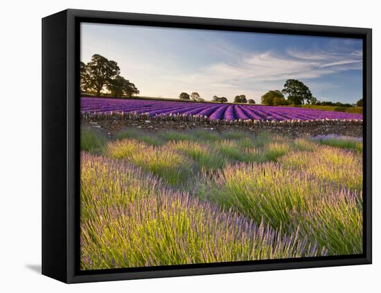 The Scent of Summer-Doug Chinnery-Framed Stretched Canvas