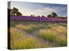 The Scent of Summer-Doug Chinnery-Stretched Canvas