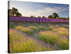 The Scent of Summer-Doug Chinnery-Stretched Canvas