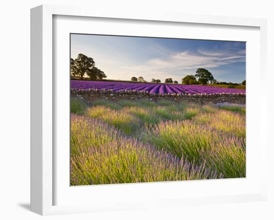 The Scent of Summer-Doug Chinnery-Framed Photographic Print