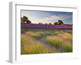 The Scent of Summer-Doug Chinnery-Framed Photographic Print
