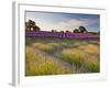 The Scent of Summer-Doug Chinnery-Framed Photographic Print