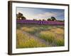 The Scent of Summer-Doug Chinnery-Framed Photographic Print