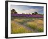 The Scent of Summer-Doug Chinnery-Framed Photographic Print