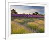 The Scent of Summer-Doug Chinnery-Framed Photographic Print