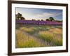 The Scent of Summer-Doug Chinnery-Framed Photographic Print