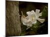 The Scent of the Gardenia-Jai Johnson-Mounted Giclee Print