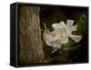 The Scent of the Gardenia-Jai Johnson-Framed Stretched Canvas
