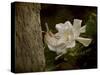 The Scent of the Gardenia-Jai Johnson-Stretched Canvas