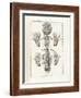 The Science of Human Anatomy by Bartholomeo Eustachi-Stocktrek Images-Framed Art Print