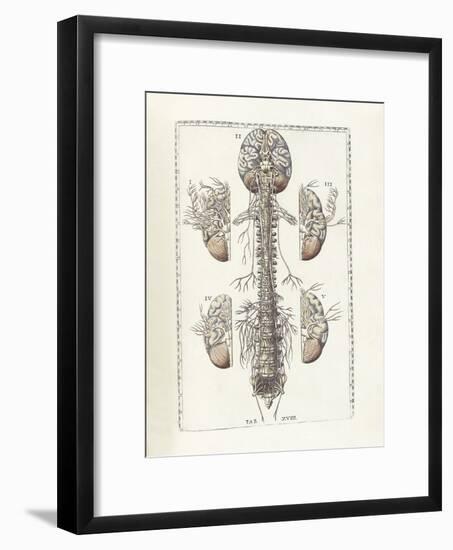 The Science of Human Anatomy by Bartholomeo Eustachi-Stocktrek Images-Framed Art Print